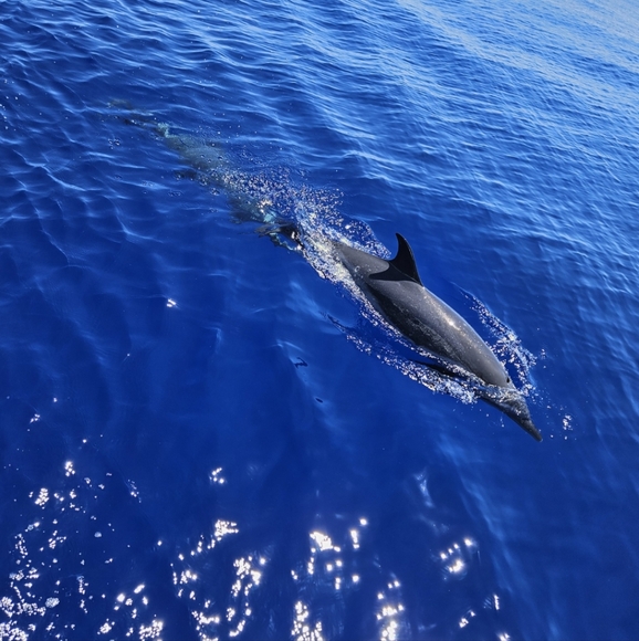 Meet your Posher, Lisa - Picture 6 of 8